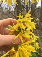 Forsythia suspensa