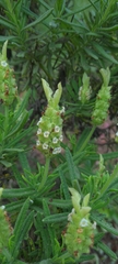 Lavandula viridis