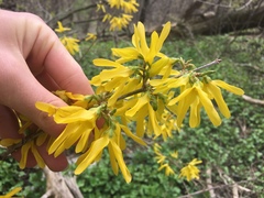 Forsythia suspensa