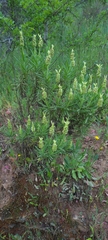 Lavandula viridis