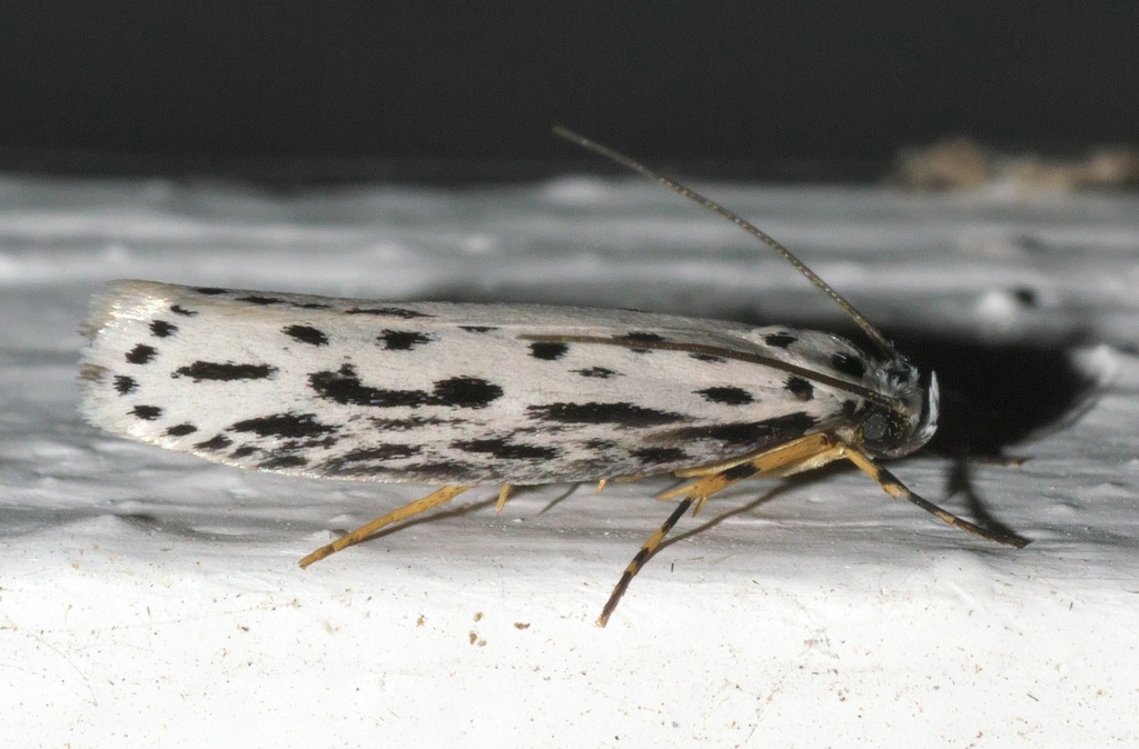 Zeller's Ethmia Moth