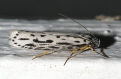 Zeller's Ethmia Moth