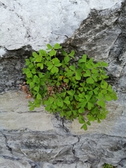 Oxalis corniculata