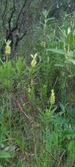 Lavandula viridis