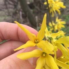Forsythia suspensa