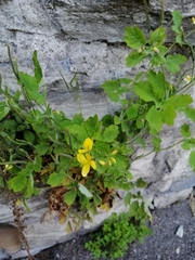 Chelidonium majus