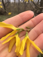 Forsythia suspensa