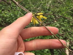 Forsythia suspensa