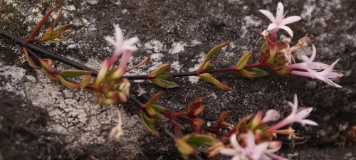 Otiophora inyangana subsp. parvifolia image