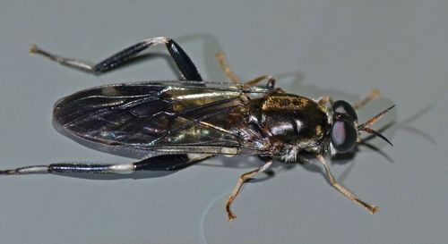 Garden soldier fly photo 4