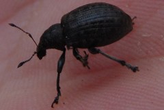 Liophloeus tessulatus