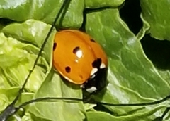 Coccinella septempunctata