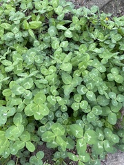Trifolium repens