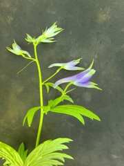 Delphinium trolliifolium