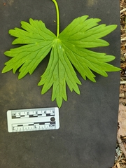 Delphinium trolliifolium