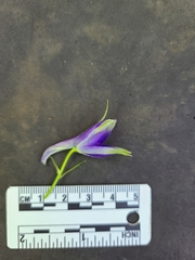 Delphinium trolliifolium