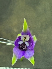 Delphinium trolliifolium