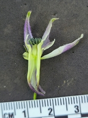 Delphinium trolliifolium