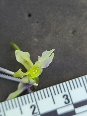 Delphinium trolliifolium