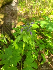 Delphinium trolliifolium