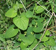 Aristolochia pallida