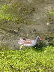 Gallinula chloropus