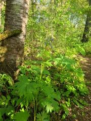 Delphinium trolliifolium