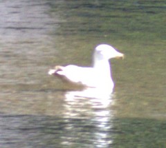 Larus
