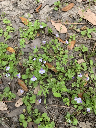 Mazus pumilus