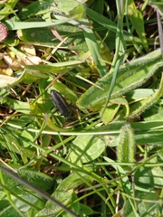 Coleoptera
