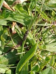 Coleoptera