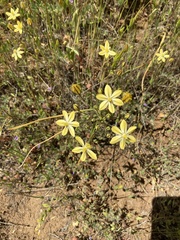 Triteleia ixioides