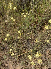 Triteleia ixioides