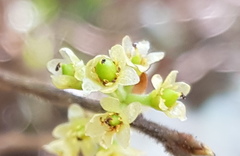 Litsea glaucescens