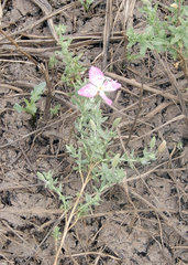 Oenothera canescens
