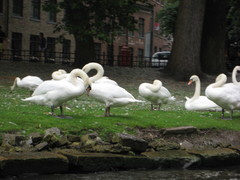 Cygnus olor