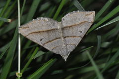Scotopteryx