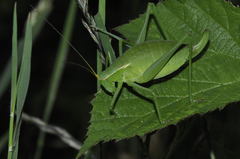 Isophya pyrenaea