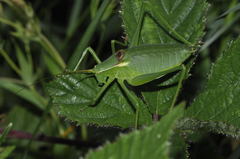 Isophya pyrenaea