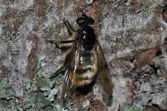 Brachypalpus chrysites