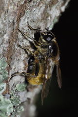 Brachypalpus chrysites