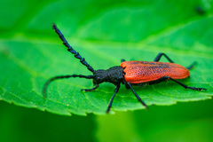 Desmocerus aureipennis