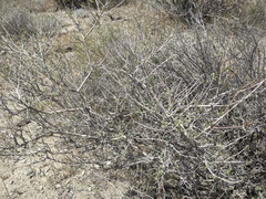 Psorothamnus arborescens