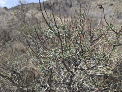 Psorothamnus arborescens