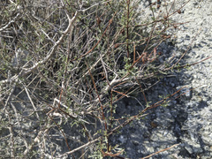 Psorothamnus arborescens