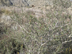 Psorothamnus arborescens