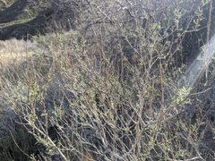 Psorothamnus arborescens