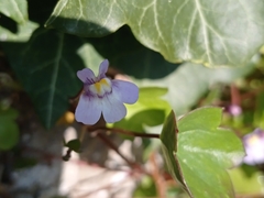 Cymbalaria muralis