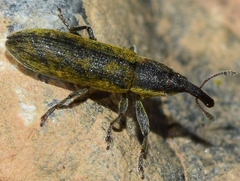 Epimeces