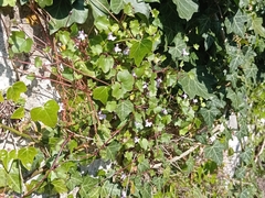 Cymbalaria muralis